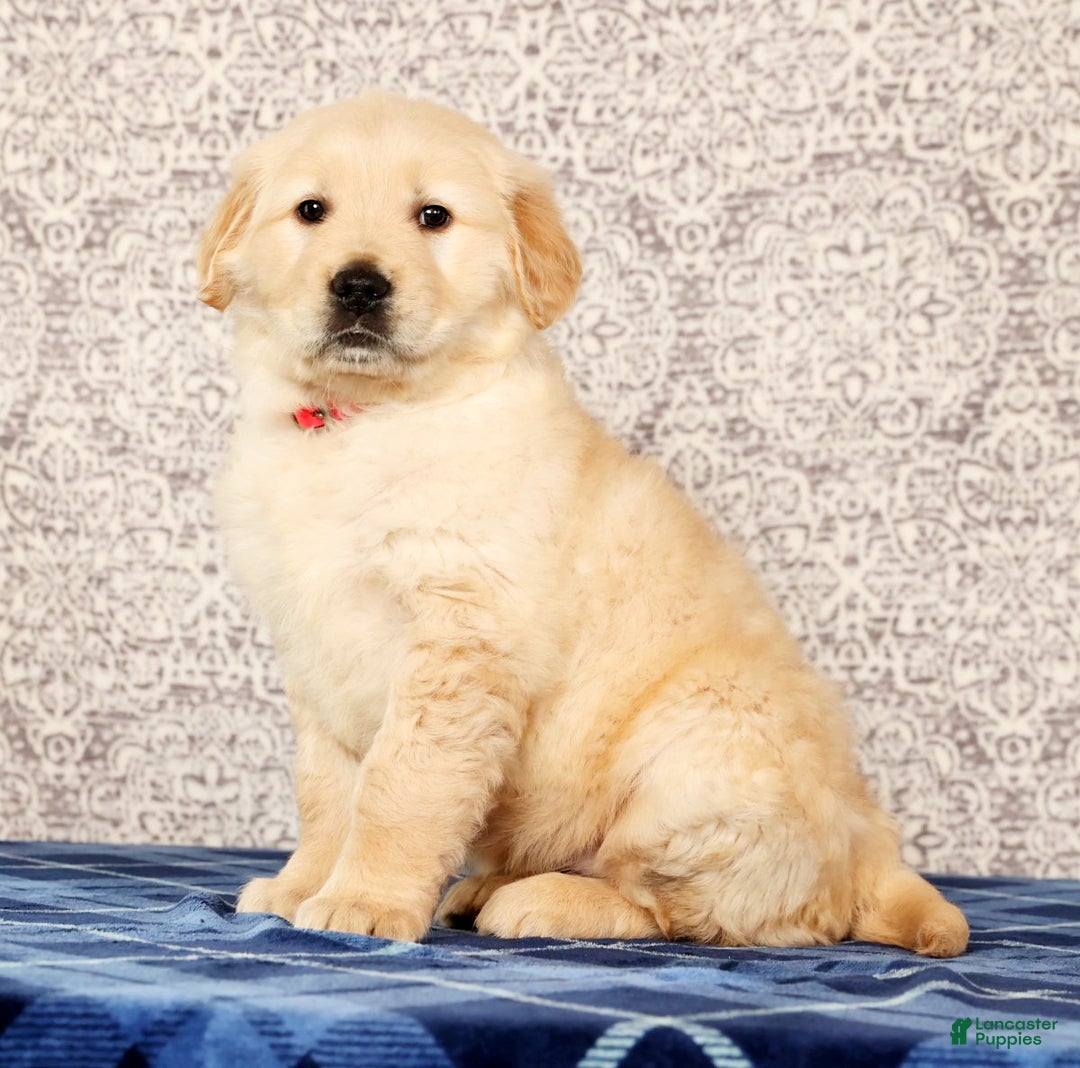 Golden Retriever dogs for sale: Bruno - Ad 4
