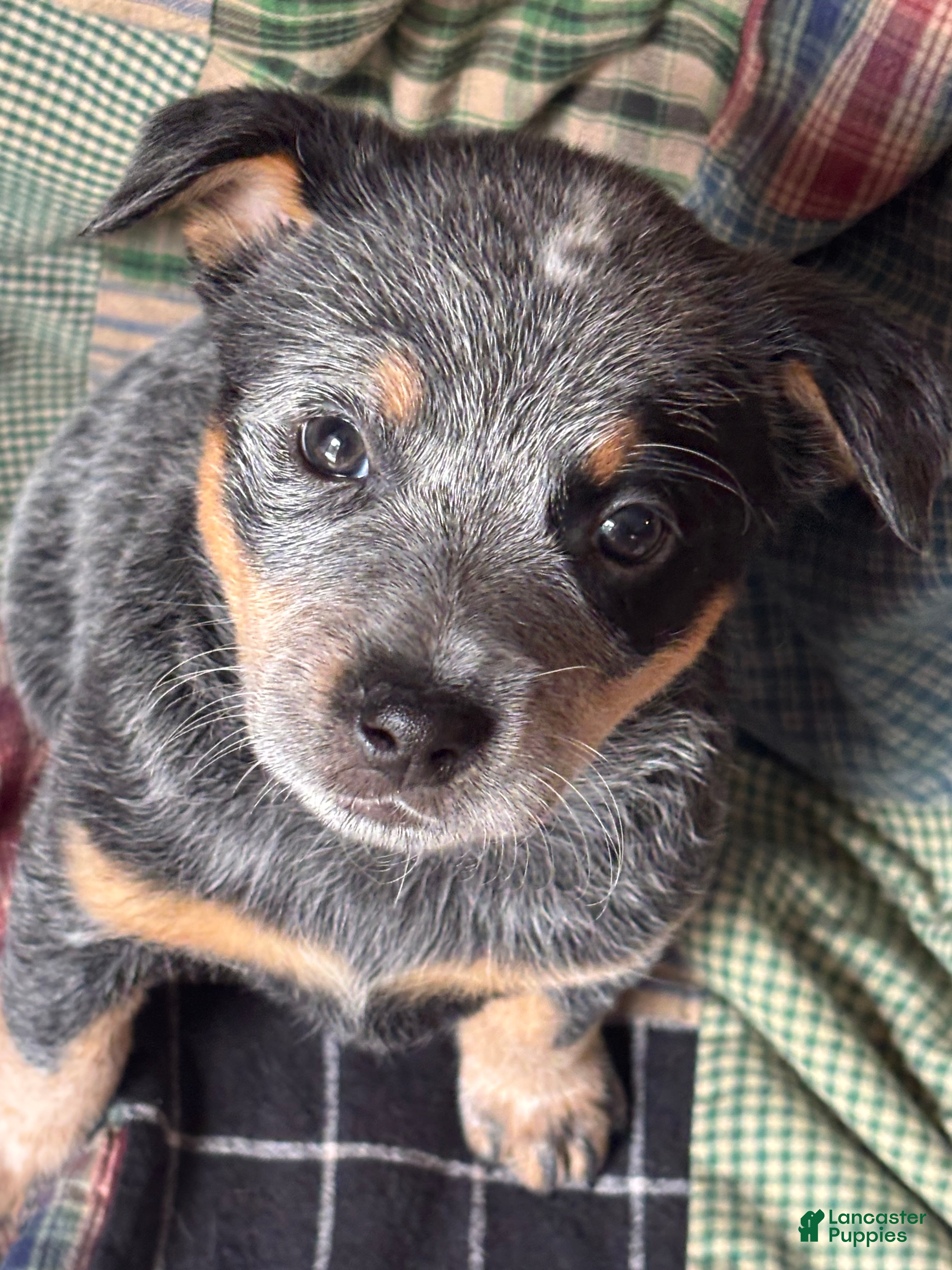 Australian Cattle Dog dogs Spot - Ad 38