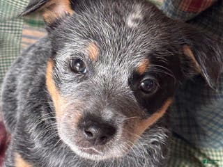 Australian Cattle Dog dogs Spot - Ad 33