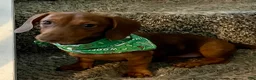 Dachshund dogs for sale: Dachshund 1 - Ad 8