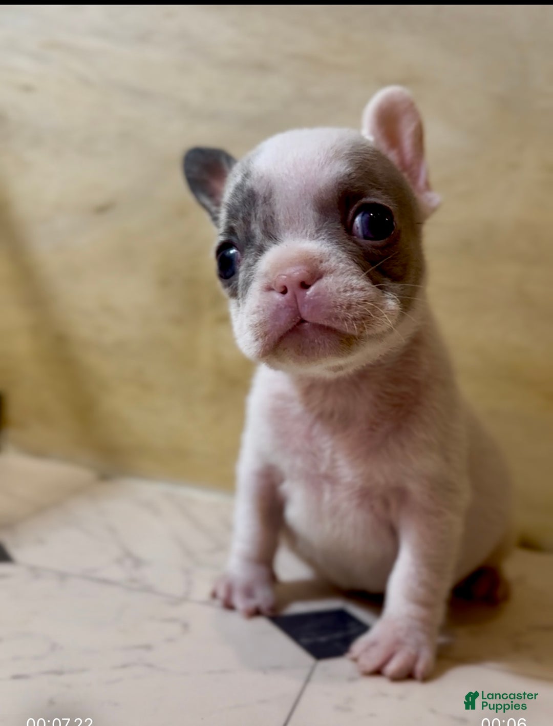 French Bulldog dogs for sale: Teddy Swims - Ad 1