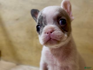 French Bulldog dogs Teddy Swims - Ad 1