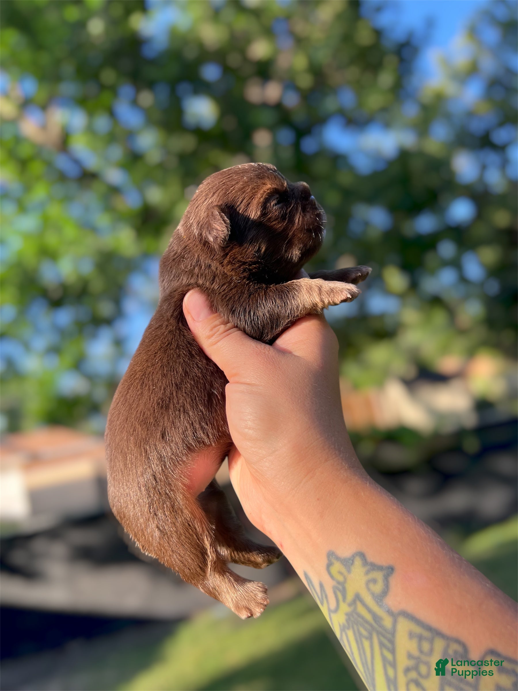 French Bulldog dogs Scarlet - Ad 1