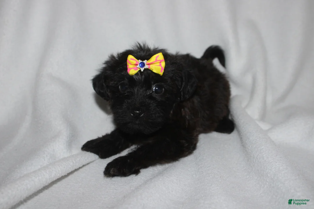 Yorkiepoo dogs for sale: Hope - Ad 2
