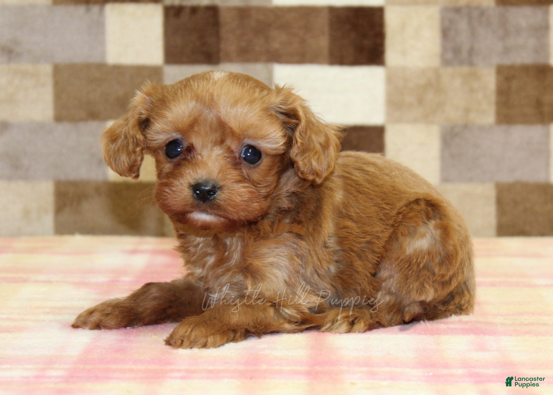 Cavapoo dogs Ivan - Ad 2
