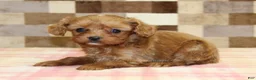 Cavapoo dogs for sale: Ivan - Ad 2