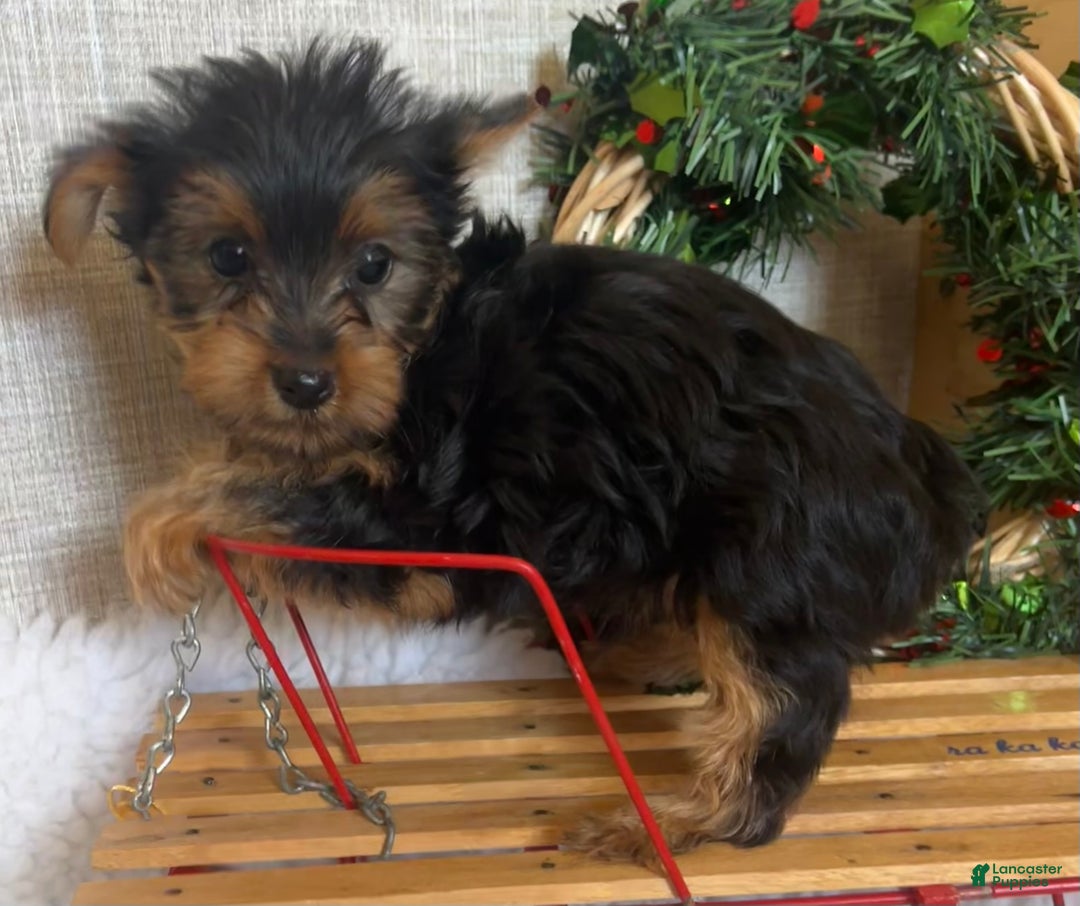 Yorkshire Terrier dogs for sale: Randy - Ad 2