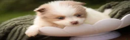 Pomeranian dogs for sale: Marie Pomeranian  - Ad 3