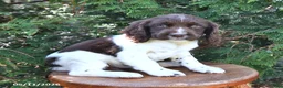 English Springer Spaniel dogs for sale: Evelyn - Ad 3