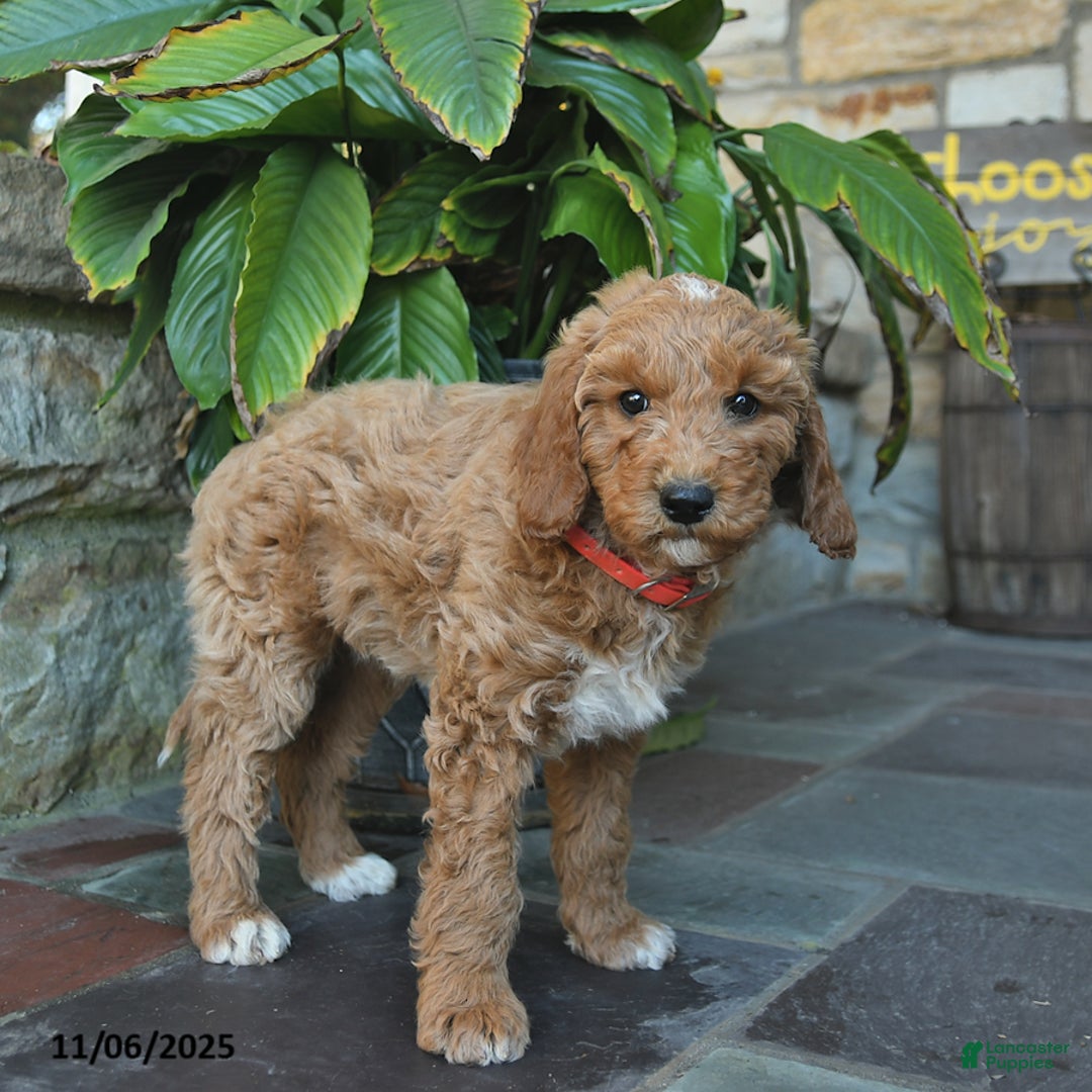 Mini Goldendoodle dogs for sale: Bella   - Ad 5