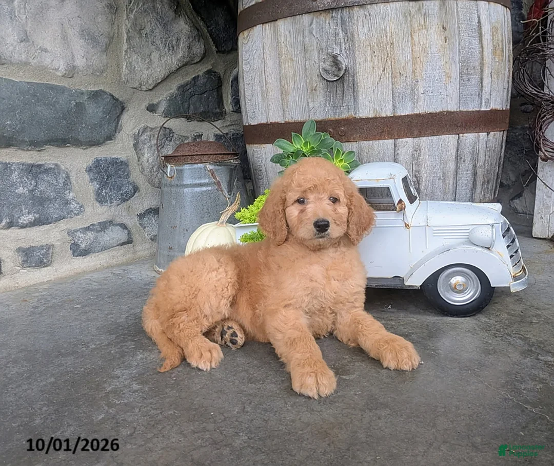 Goldendoodle dogs for sale: Amy - Ad 1
