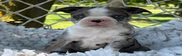 Boston Terrier dogs for sale: Mister - Ad 10