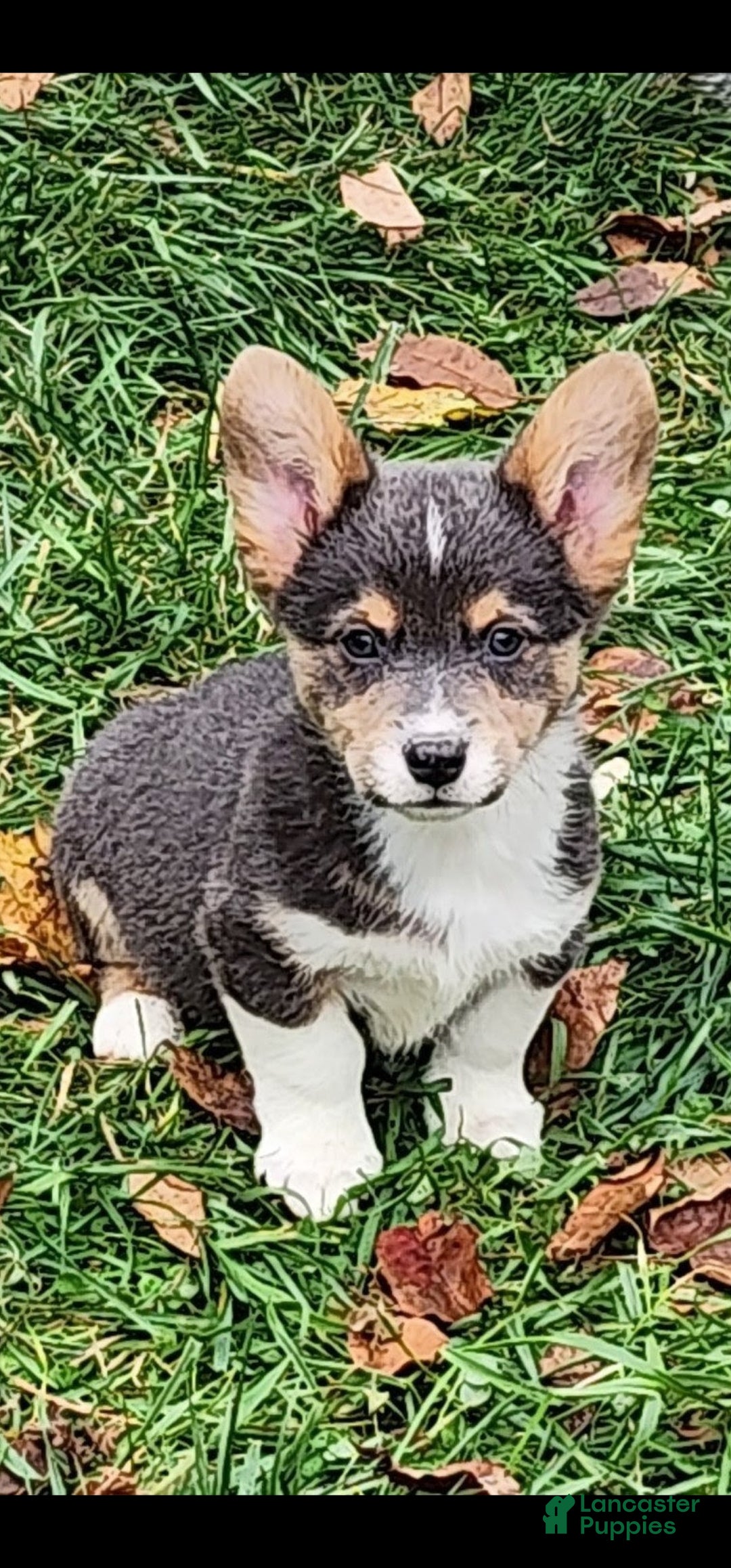 Welsh Corgi Pembroke dogs for sale: Abel Bluie - Ad 22