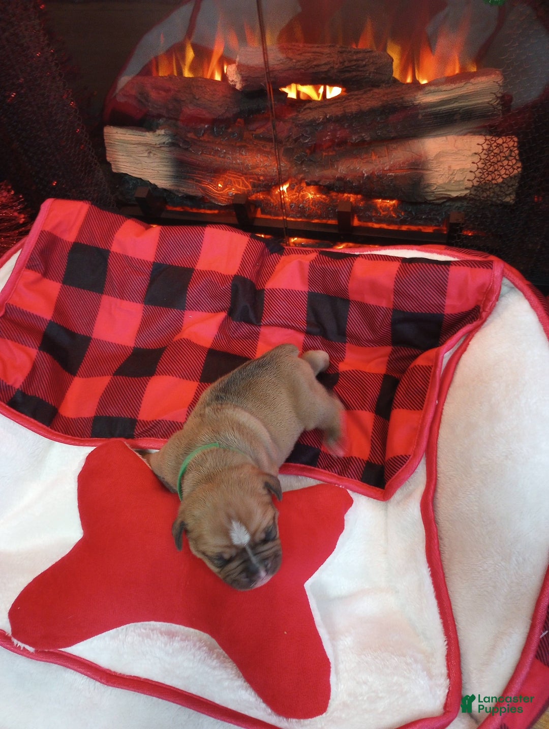 Olde English Bulldogge dogs for sale: Olde English Bulldogge Puppy 3 - Ad 1