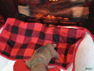 Olde English Bulldogge dogs Olde English Bulldogge Puppy 3 - Ad 17