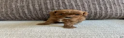 Cavapoo dogs for sale: Cavapoo 2 - Ad 6