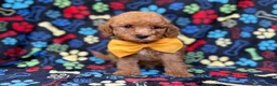 Cavapoo dogs for sale: Lane - Ad 8
