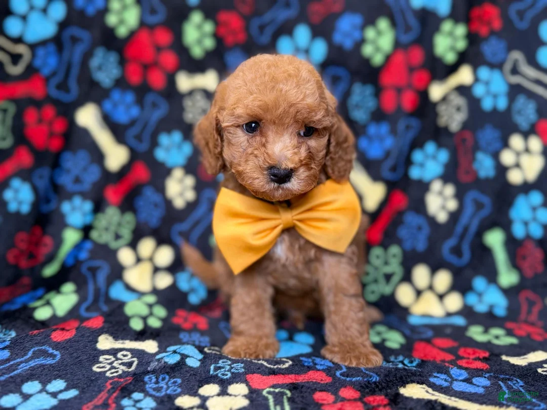 Cavapoo dogs for sale: Lane - Ad 8