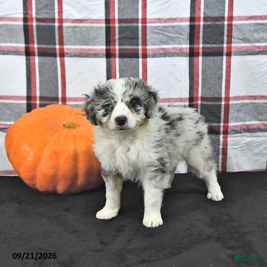 Mini Aussiedoodle dogs Della - Ad 1