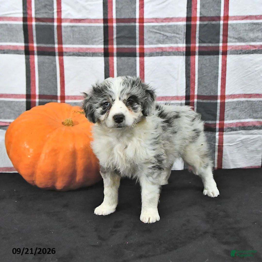 Mini Aussiedoodle dogs for sale: Della - Ad 1