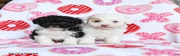 Toy Poodle dogs for sale: Twix - Ad 5