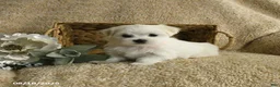 Maltese dogs for sale: Rascal - Ad 3