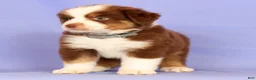Miniature Australian Shepherd dogs for sale: Loren - Ad 6
