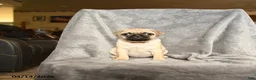 Pug dogs for sale: Tammy - Ad 1