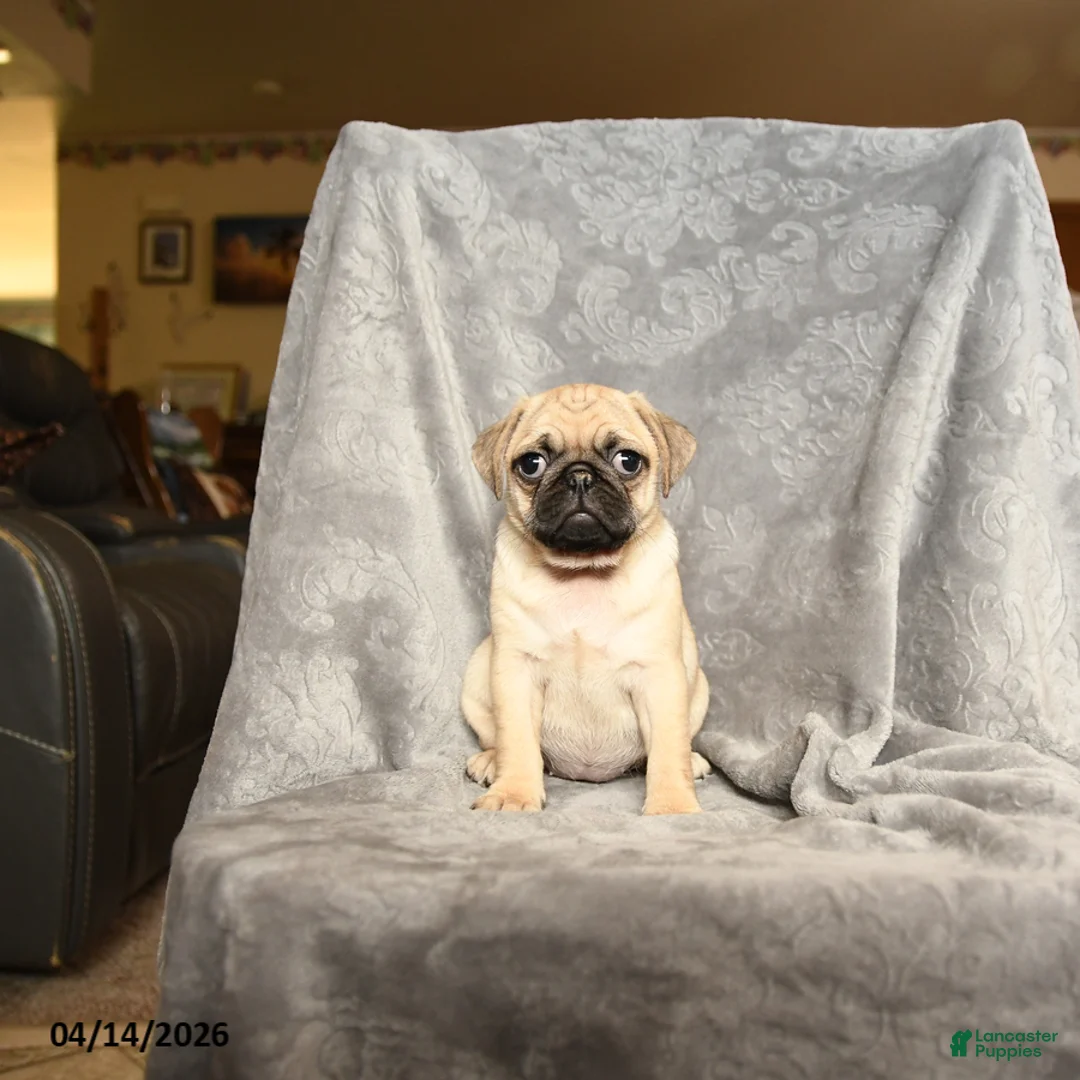 Pug dogs for sale: Tammy - Ad 1
