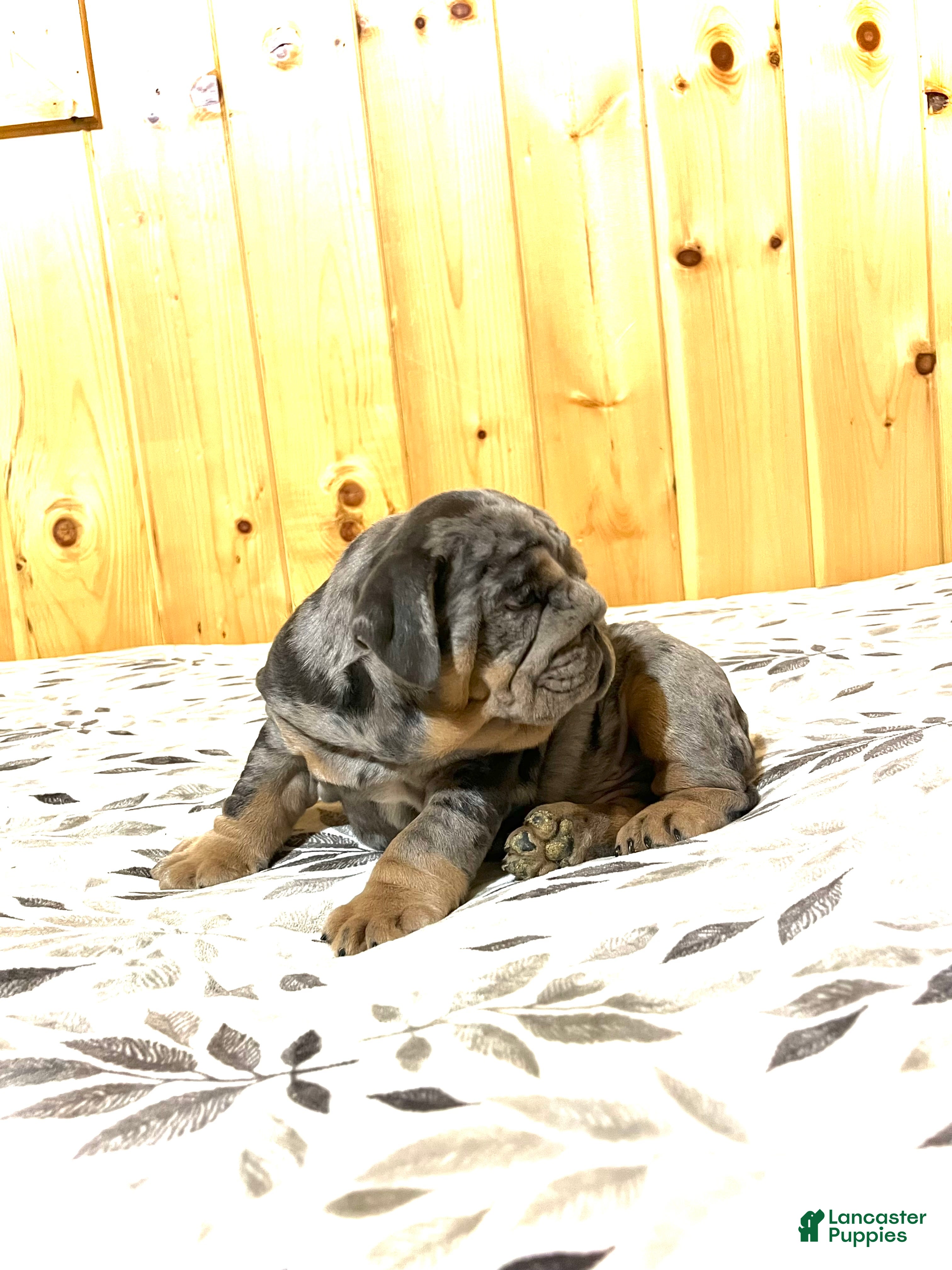 English Bulldog dogs Tank - Ad 2