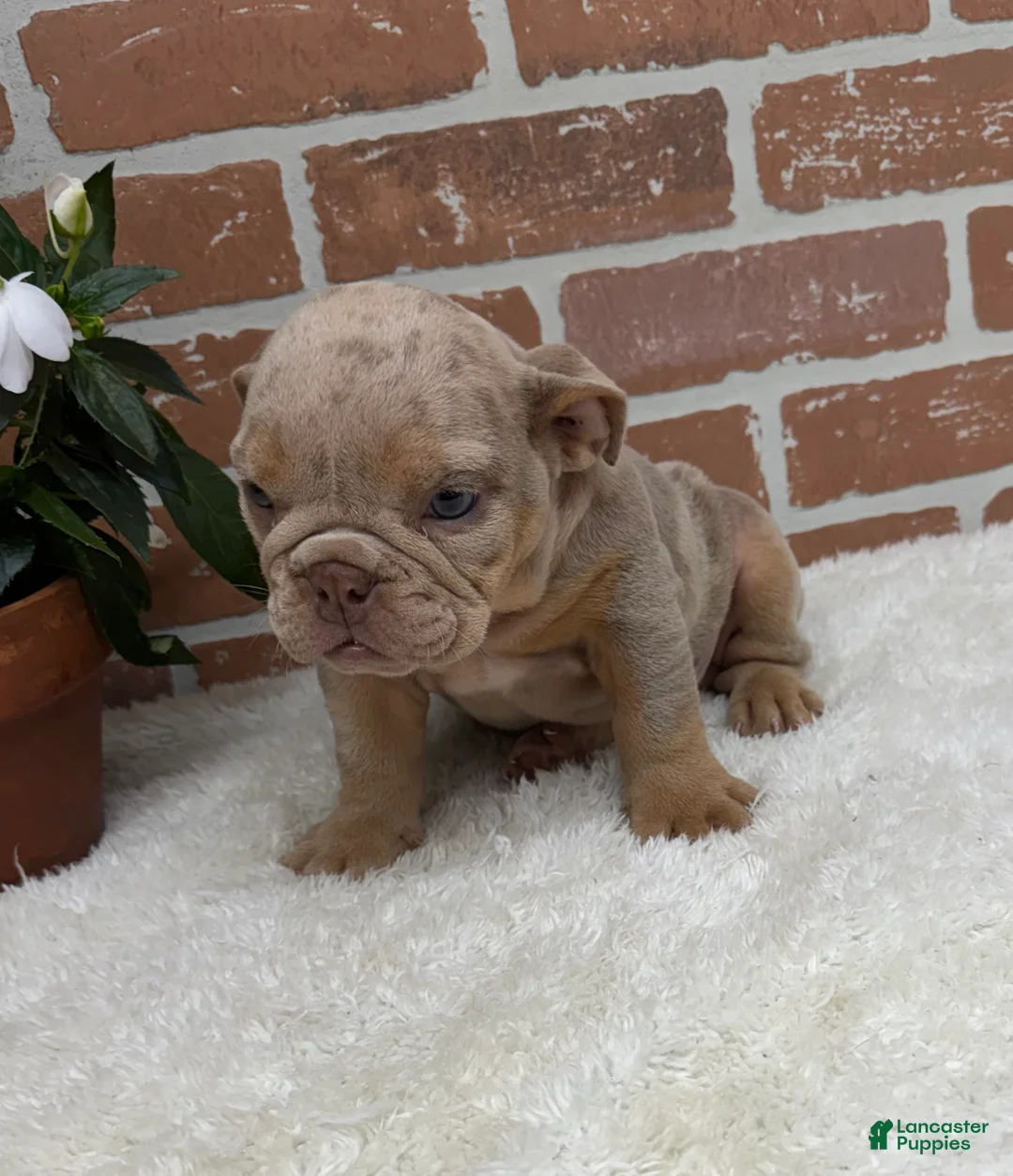 English Bulldog dogs for sale: Sophie - Ad 1
