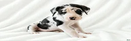 Great Dane dogs for sale: Makani - Ad 2