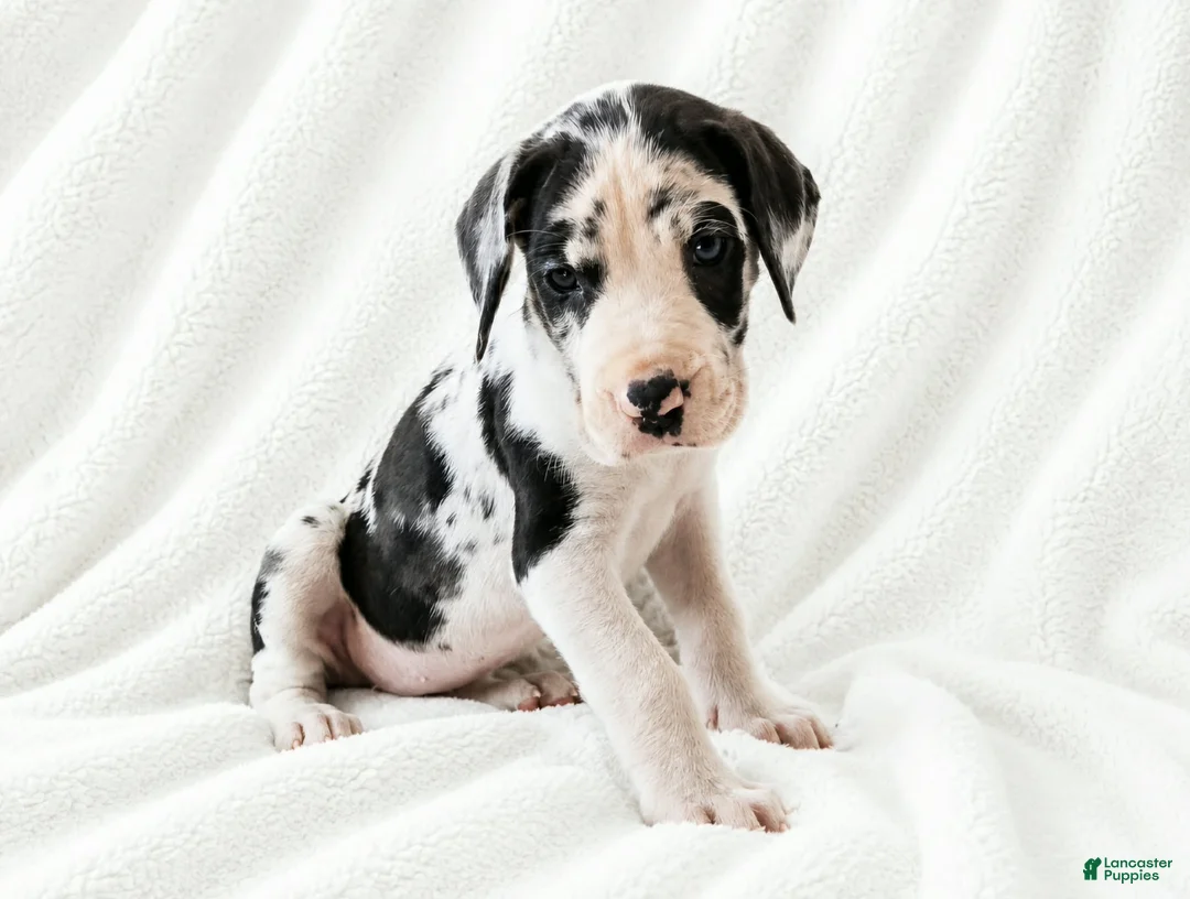 Great Dane dogs for sale: Makani - Ad 2