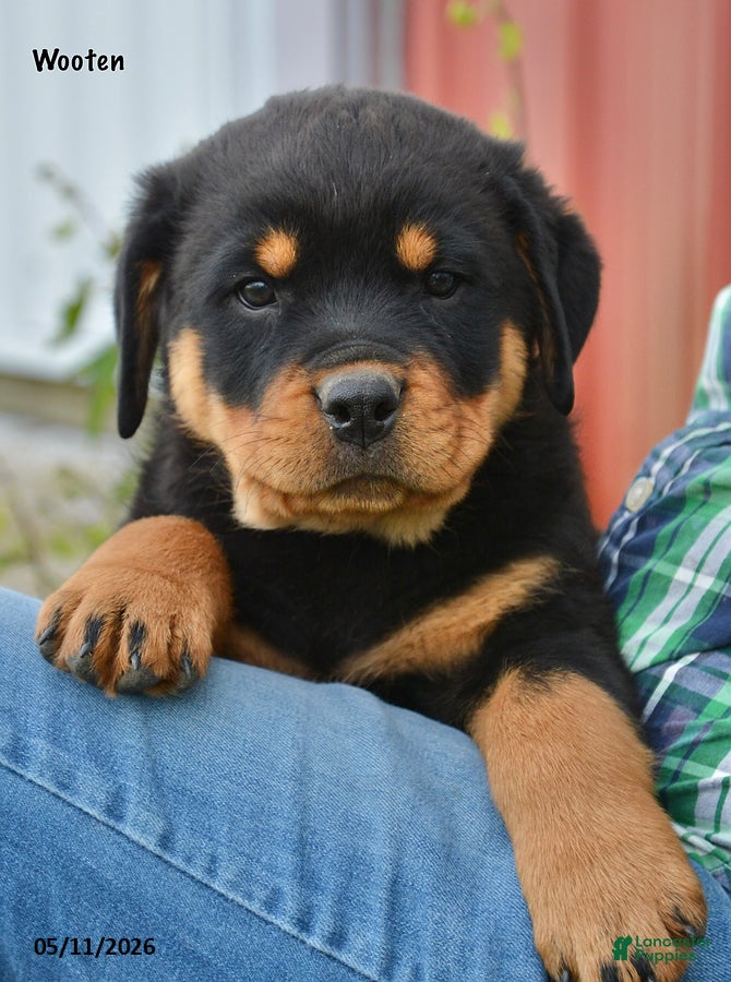 Rottweiler dogs Wooten - Ad 1