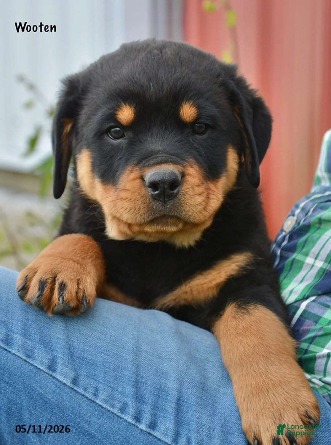 Rottweiler dogs for sale: Wooten - Ad 1