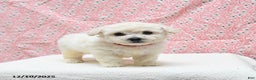 Bichon Frise dogs for sale: Pepper - Ad 4