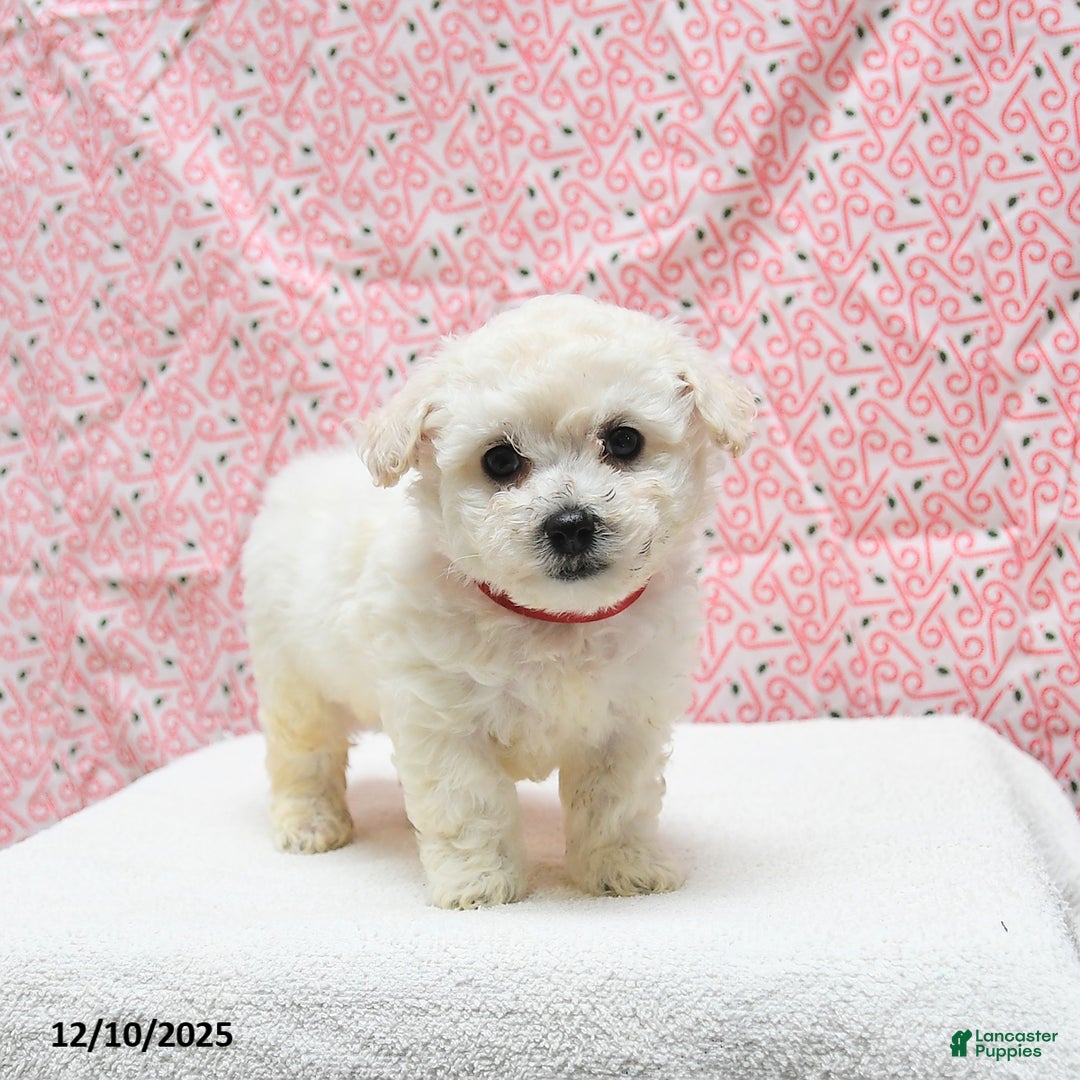 Bichon Frise dogs for sale: Pepper - Ad 4