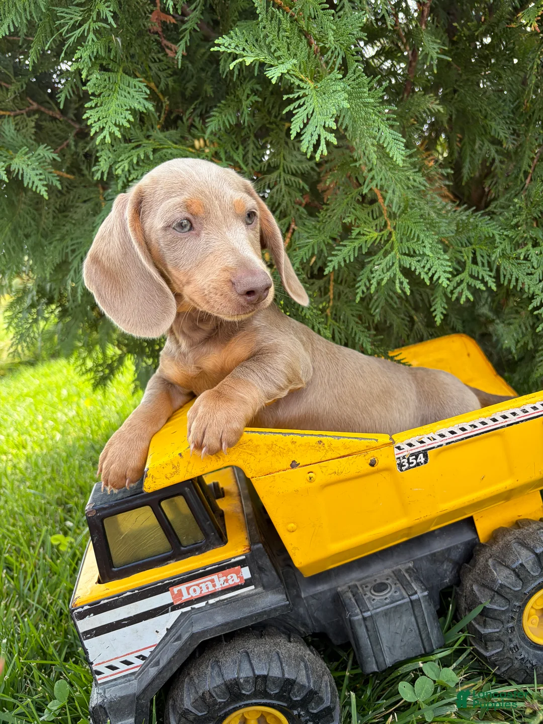 Miniature Dachshund dogs for sale: Boone - Ad 2