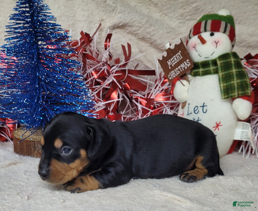 Miniature Dachshund dogs for sale: AKC Major - Ad 5