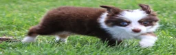 Toy Australian Shepherd dogs for sale: Copper red-tri 1 blue eye/ 1 hazel eye - Ad 3