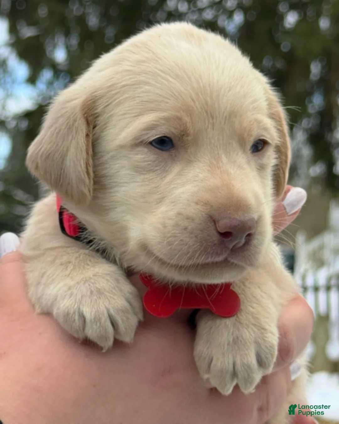 Labrador Retriever dogs for sale: Labrador Retriever Puppy 1 - Ad 22