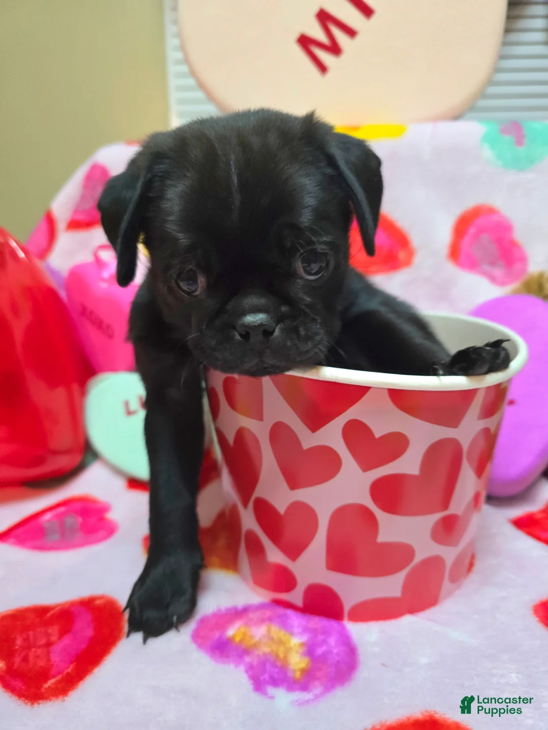 Pug dogs for sale: Zander - Ad 3