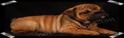 English Bulldog dogs for sale: Raven (F) - Ad 9