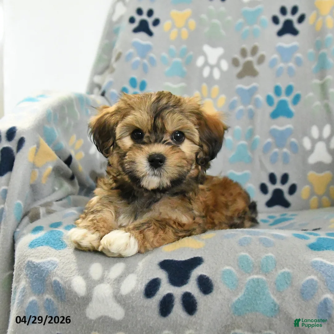 Mixed Breed dogs for sale: Orpha - Ad 1