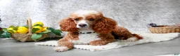 Miniature Poodle dogs for sale: Eden - Ad 8