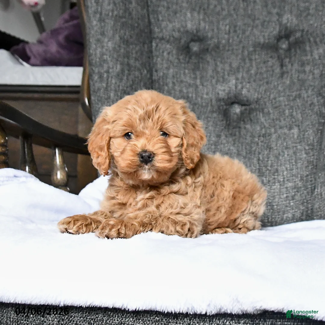 Cockapoo dogs for sale: Rosie - Ad 1