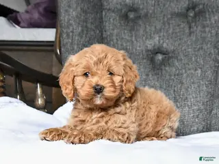 Cockapoo dogs for sale: Rosie - Ad 2