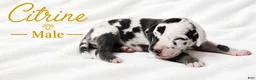 Great Dane dogs for sale: Citrine - Ad 2