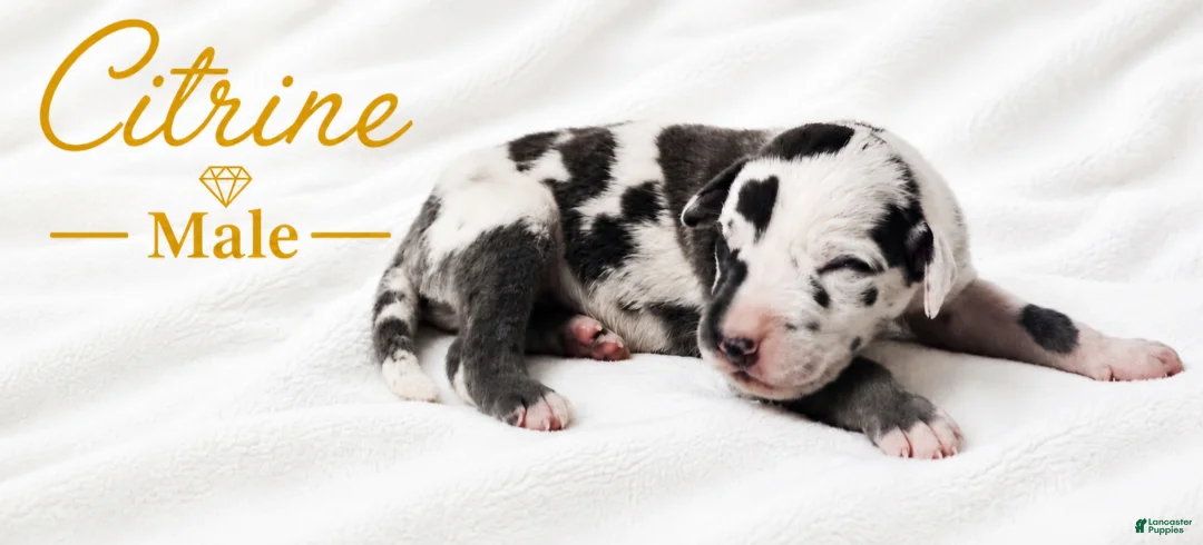 Great Dane dogs for sale: Citrine - Ad 2