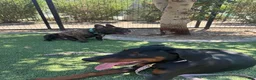 Doberman Pinscher dogs for sale: Doberman Pinscher 4 - Ad 2